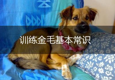 训练金毛基本常识