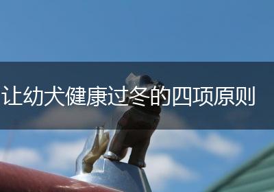 让幼犬健康过冬的四项原则