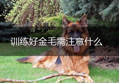训练好金毛需注意什么