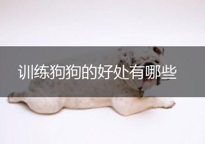 训练狗狗的好处有哪些