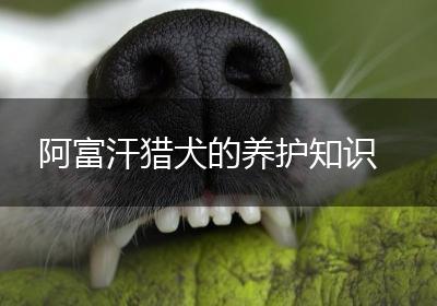 阿富汗猎犬的养护知识