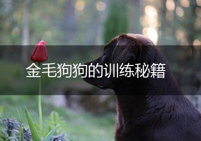 金毛狗狗的训练秘籍