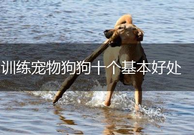 训练宠物狗狗十个基本好处