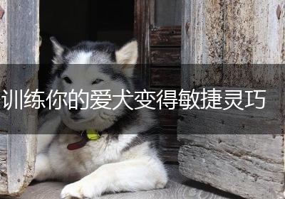 训练你的爱犬变得敏捷灵巧