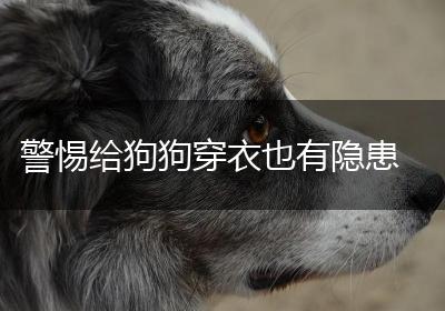 警惕给狗狗穿衣也有隐患