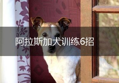 阿拉斯加犬训练6招
