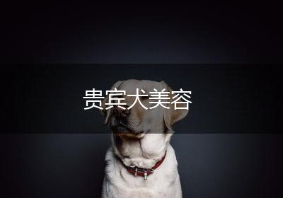贵宾犬美容