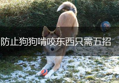 防止狗狗啃咬东西只需五招