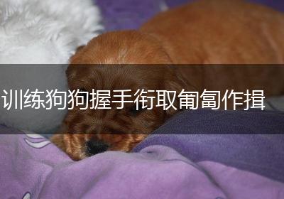 训练狗狗握手衔取匍匐作揖