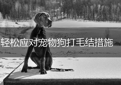轻松应对宠物狗打毛结措施