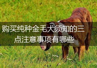 购买纯种金毛犬须知的三点注意事项有哪些