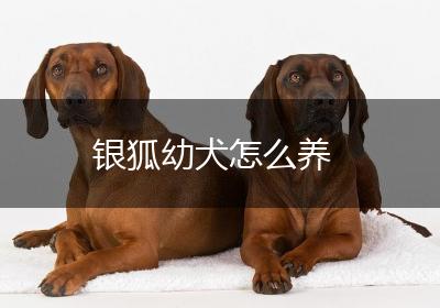 银狐幼犬怎么养