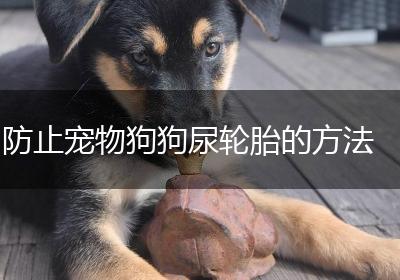 防止宠物狗狗尿轮胎的方法