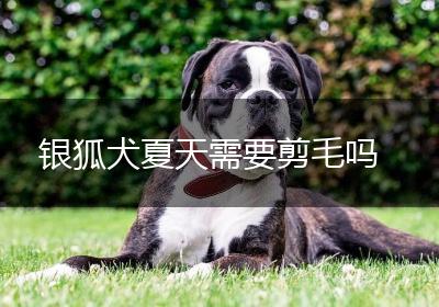 银狐犬夏天需要剪毛吗