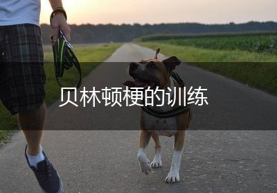 贝林顿梗的训练