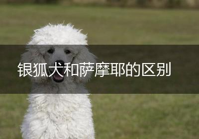 银狐犬和萨摩耶的区别
