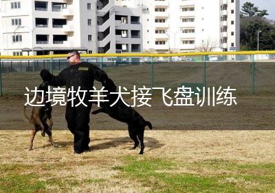 边境牧羊犬接飞盘训练