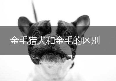 金毛猎犬和金毛的区别