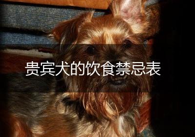 贵宾犬的饮食禁忌表