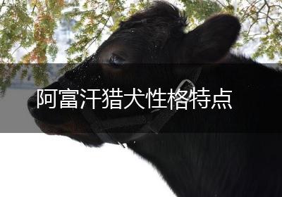 阿富汗猎犬性格特点