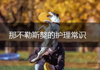 那不勒斯獒的护理常识