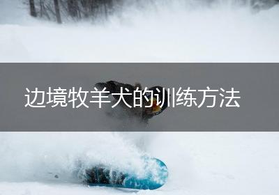 边境牧羊犬的训练方法