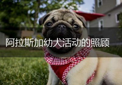 阿拉斯加幼犬活动的照顾