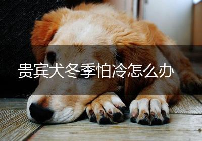 贵宾犬冬季怕冷怎么办