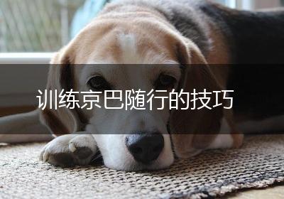 训练京巴随行的技巧
