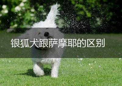 银狐犬跟萨摩耶的区别
