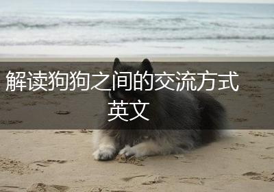 解读狗狗之间的交流方式英文