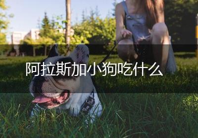阿拉斯加小狗吃什么