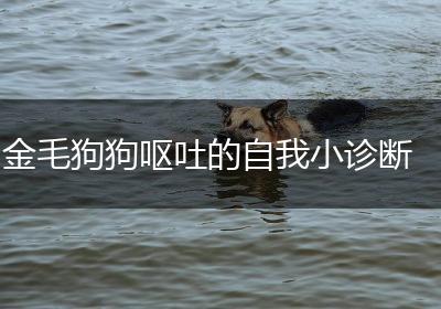 金毛狗狗呕吐的自我小诊断