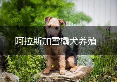 阿拉斯加雪橇犬养殖