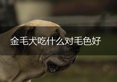 金毛犬吃什么对毛色好