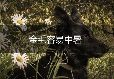 金毛容易中暑