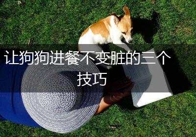 让狗狗进餐不变脏的三个技巧