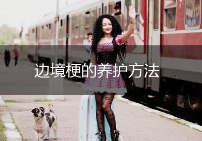 边境梗的养护方法