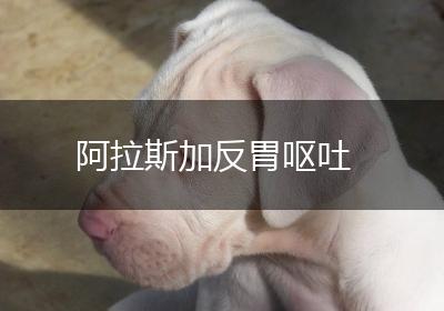 阿拉斯加反胃呕吐