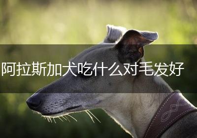 阿拉斯加犬吃什么对毛发好