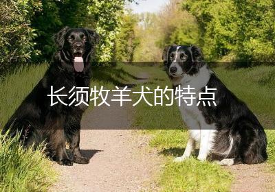 长须牧羊犬的特点