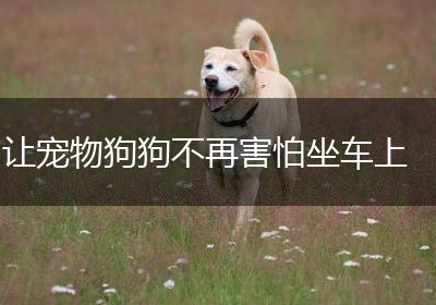 让宠物狗狗不再害怕坐车上