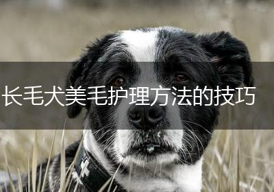 长毛犬美毛护理方法的技巧