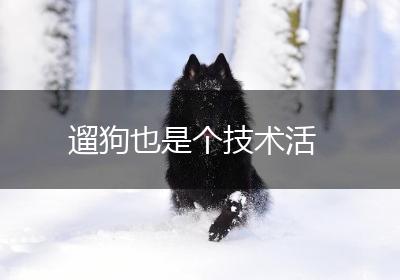 遛狗也是个技术活