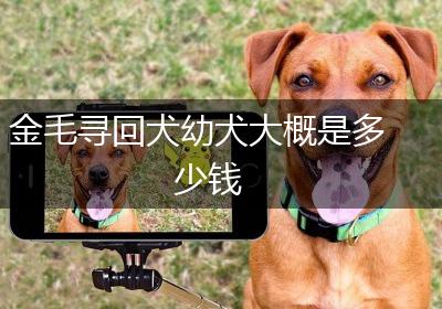 金毛寻回犬幼犬大概是多少钱