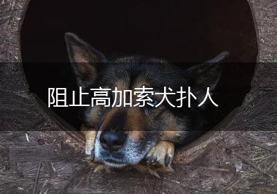 阻止高加索犬扑人
