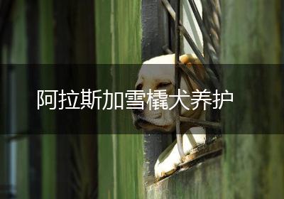 阿拉斯加雪橇犬养护