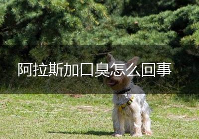 阿拉斯加口臭怎么回事