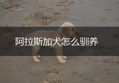阿拉斯加犬怎么驯养