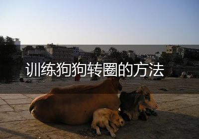 训练狗狗转圈的方法